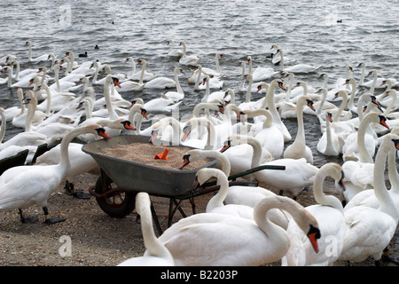 Un gregge di cigni alimentare a Abbotsbury Swannery, Dorset, Inghilterra Foto Stock