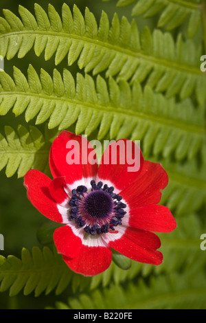 Anemone coronaria Poppy Anemone un fiore selvatico rosso con felce nel primo piano del parco nessuno dall'alto sfocato sfocatura sfondo ad alta risoluzione Foto Stock