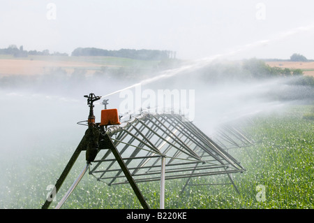 Granoturco / Mais dolce sistema di irrigazione, Vienne, in Francia. Foto Stock