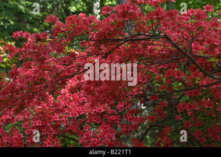 Fioritura di Azalee rosse in piena fioritura nessuno all'inizio della primavera è arrivato finalmente qui la stagione primaverile nel parco pubblico ad alta risoluzione degli Stati Uniti Foto Stock