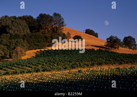 Ore del sorgere al tramonto su alberi di quercia e vigneti Vigneti Gerber Murphys Calaveras County in California Foto Stock