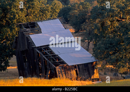 Il vecchio fienile in legno al tramonto sotto Twisted Oak vigneti Murphys Calaveras County in California Foto Stock