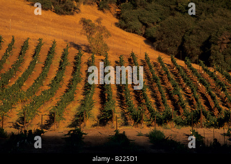 La luce del tramonto su alberi di quercia e vigneti Vigneti Gerber Murphys Calaveras County in California Foto Stock