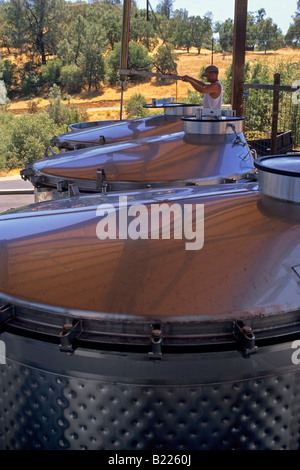 La vendemmia e la frantumazione del vino a Twisted Oak Winery Murphys Calaveras County in California Foto Stock