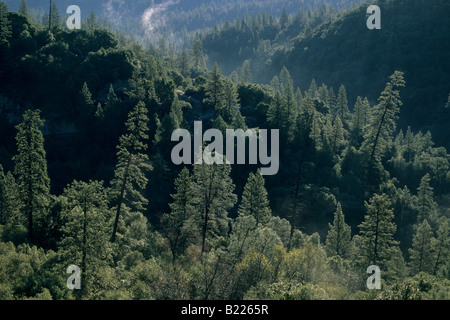 Nebbia di mattina con un incremento di oltre il bosco di pini lungo la forcella del nord del fiume consuma El Dorado County in California Foto Stock