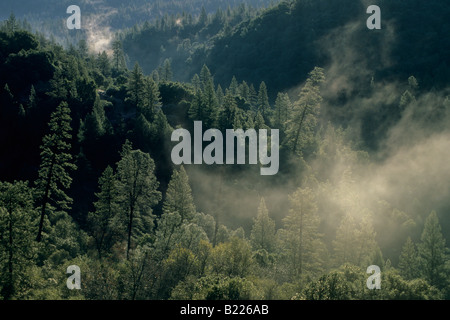 Nebbia di mattina con un incremento di oltre il bosco di pini lungo la forcella del nord del fiume consuma El Dorado County in California Foto Stock