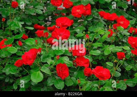Un cespuglio di Rose Foto Stock