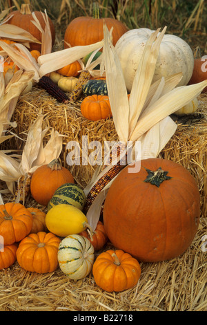 La raccolta autunnale display a Pumpkin Patch Ranch Goyettes Apple Farm Camino Eldorado County in California Foto Stock