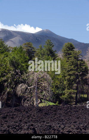 Etna con pineta e campo di lava Foto Stock