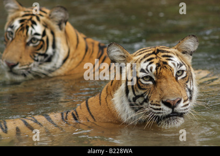 Una tigre del Bengala Machali famiglia raffreddamento in acqua corrente di monsone a Ranthambore Riserva della Tigre, India. (Panthera Tigris) Foto Stock