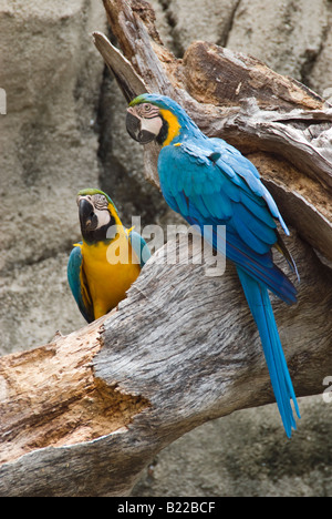 Il blu e il giallo Macaws Foto Stock