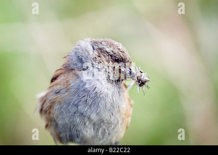 Un adulto Dunnock portando gli insetti verso il nido Foto Stock