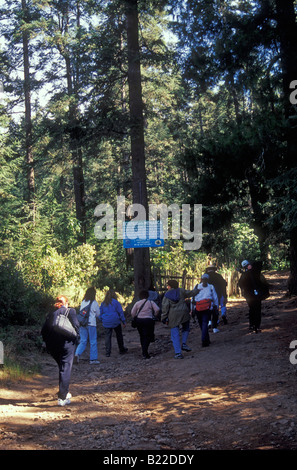 Gli escursionisti sul sentiero principale in El Rosario farfalla monarca Santuario vicino alla città di Angangueo, Michoacan, Messico Foto Stock