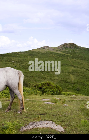 Quarti posteriori di Dartmoor pony nella parte anteriore del tor distanti nel Parco Nazionale di Dartmoor Foto Stock