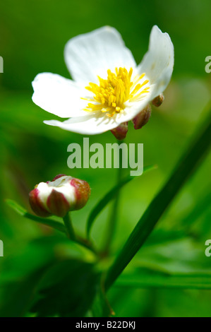 Ranuncolo alpino ( Ranunculus alpestris ) , Alpi Bernesi, Svizzera Foto Stock