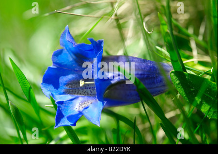 Rara Genziana Clusiuss ( Gentiana Cluisii ) . Alpi svizzere Svizzera Europa Foto Stock