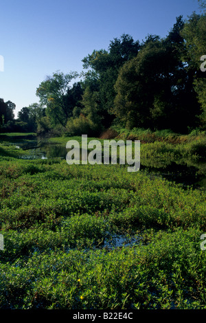 Hydrilla verticillata invasiva pianta acquatica infestante Clear Lake State Park Lake County in California Foto Stock