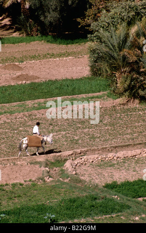 Campi coltivati che circondano il villaggio di Tinerhir, Dades valley, sud del Marocco Foto Stock