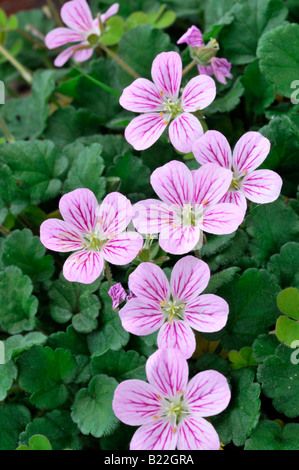 Erodium reichardii Cultivar Roseum heronsbill gerani rosa alpina fiore foglia verde, sfondo Foto Stock