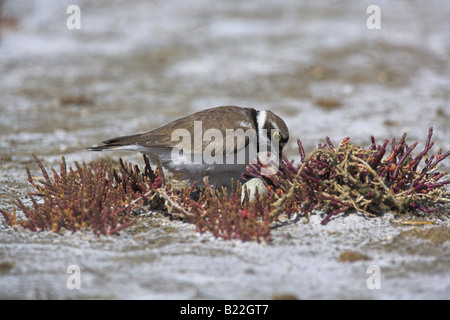 Poco inanellato Plover Charadrius dubius al sito di nido a Dipi Larssos, Lesbo, Grecia in maggio. Foto Stock