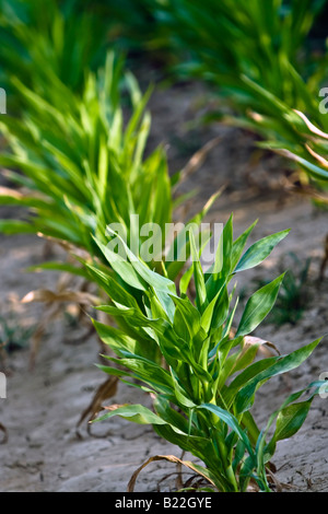 Campo di mais (Zea mays) Foto Stock