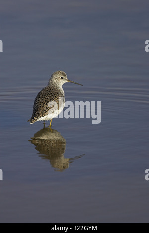 Marsh Sandpiper Tringa stagnatilis in piedi nel canale di acqua salata a Kalloni Saline, Lesbo, Grecia in aprile. Foto Stock