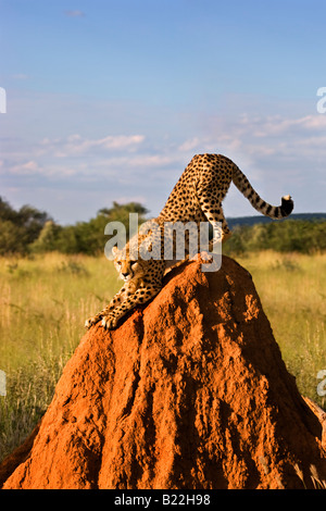 Un ghepardo (Acinonyx jubatus) in Etosha National Park, Namibia Foto Stock