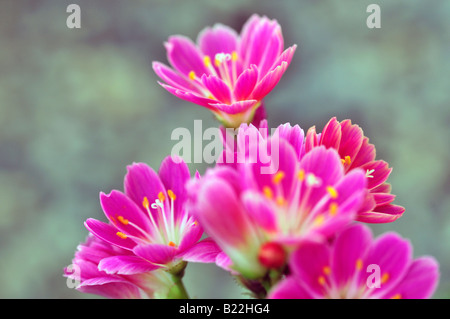 Rosa e Bianco Lewisia cotiledone amaro ibrido di radice i fiori sbocciano blossom closeup close up marco ritratto Foto Stock