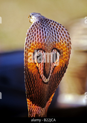 0992 incappucciati Cobra stato di Goa in India Foto Stock