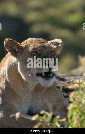 Leonessa a dormire in Masai Mara Kenya Africa. Foto Stock