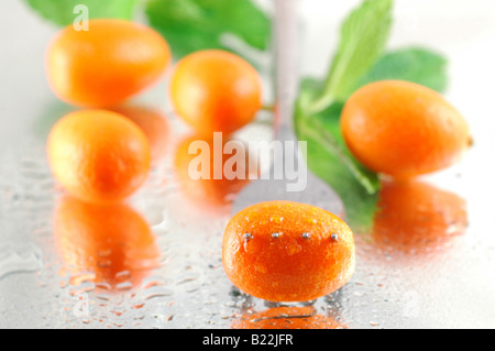 Fresche, refrigerate kumquat con menta su un sfondo riflettente con una profondità di campo ridotta Foto Stock