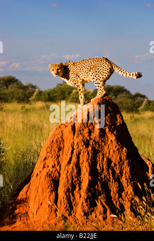 Un ghepardo (Acinonyx jubatus) in Etosha National Park, Namibia Foto Stock