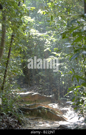 Luce del sole che filtra attraverso gli alberi nella giungla o la foresta pluviale tropicale Foto Stock