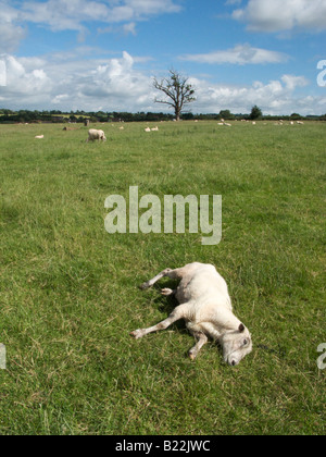 Pecore sdraiato in verdeggiante campo, Stanton Drew, Somerset, Regno Unito Foto Stock