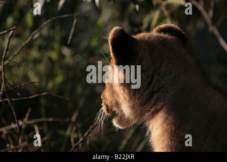 Lion cub nel Masai Mara Kenya Africa. Foto Stock