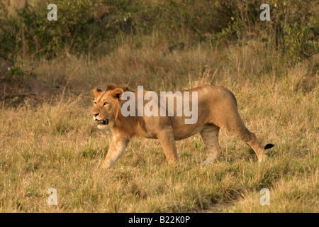 Un giovane leone nella Masai Mara Kenya Africa Foto Stock