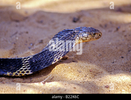 1000 RE Cobra stato di Goa in India Foto Stock