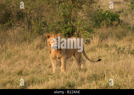 Un giovane leone nella Masai Mara Kenya Africa Foto Stock