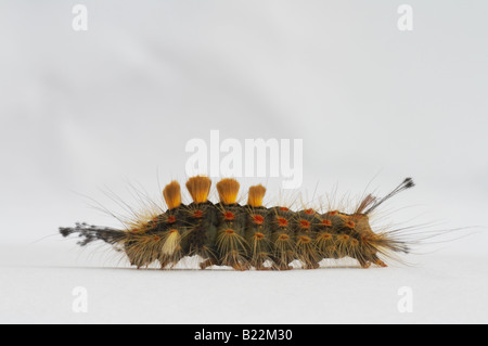 Caterpillar della falena vaporer Orgyia antiqua della famiglia Lymantriidae su sfondo bianco Foto Stock