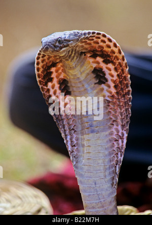 0993 incappucciati Cobra stato di Goa in India Foto Stock