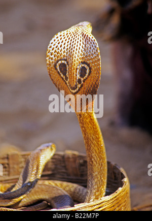 0994 incappucciati Cobra stato di Goa in India Foto Stock