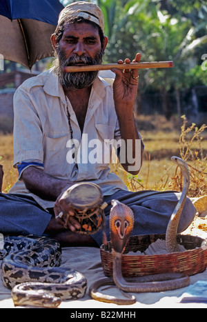 1057 Serpente incantatore stato di Goa in India Foto Stock