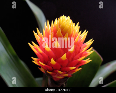 Guzmania conifera, vicino. Bromeliaceae, bromeliad Foto Stock