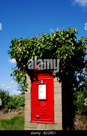 Postbox di edera che cresce su di esso, REGNO UNITO Foto Stock