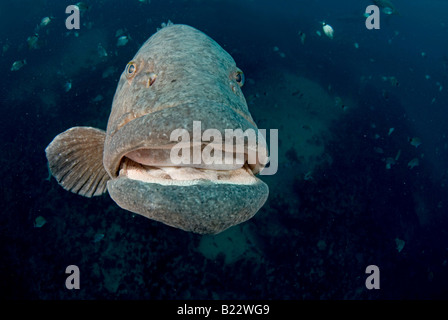 Potato cod cernia Epinephelus tukula Aliwal Shoal Kwazulu Natal Sud Africa Oceano Indiano Foto Stock