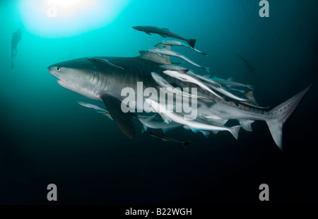 Tiger Shark e scuba diver Galeocerdo cuvier Aliwal Shoal Kwazulu Natal Sud Africa Oceano Indiano Foto Stock