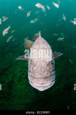 Potato cod cernia Epinephelus tukula Aliwal Shoal Kwazulu Natal Sud Africa Oceano Indiano Foto Stock