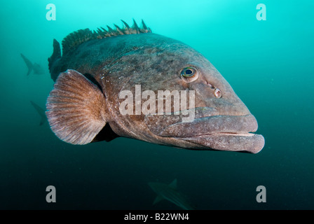 Potato cod cernia Epinephelus tukula Aliwal Shoal Kwazulu Natal Sud Africa Oceano Indiano Foto Stock