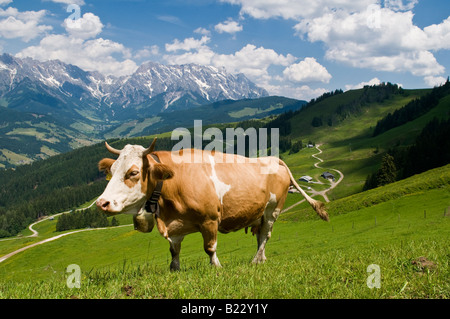 Mucca rappresenta in verde prato alpino di Dientner Berge in estate con picchi di Steinernes Meer (stone mare) in background, Austria Foto Stock
