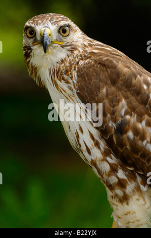 Appollaiato alert Red Tailed Hawk fissando in una foresta in Ontario Canada Foto Stock